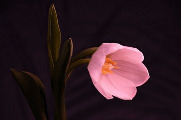 Tulip by Bart Uijterlinde