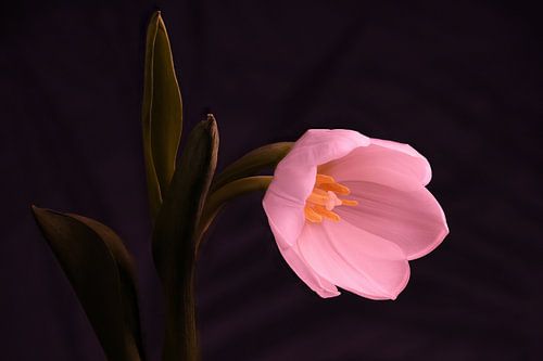 Tulipe