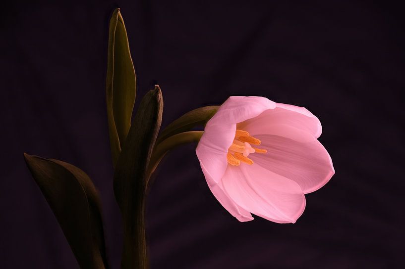 Tulip by Bart Uijterlinde