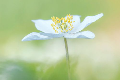 Anemone nemorosa