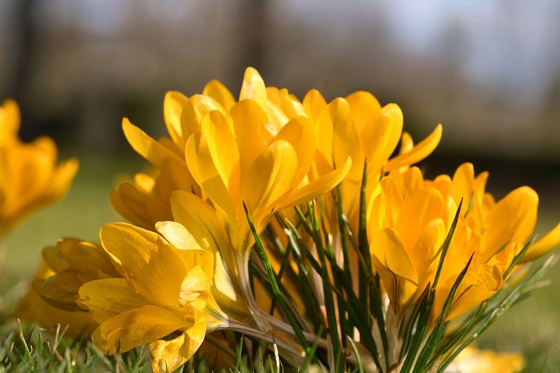 Crocus in a meadow illuminated by sunlight. by Martin Köbsch