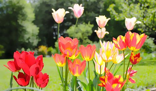 spring  garden