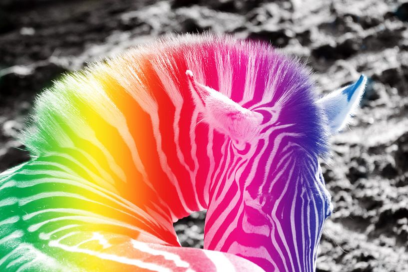 Regenboog Zebra 2 by Nikki de Kerf