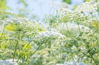 Field of flowers with white umbelliferous flowers by Anouschka Hendriks thumbnail