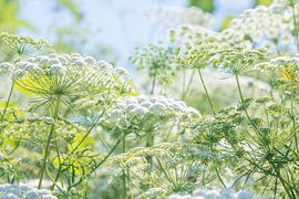 Blumenfeld mit weißen Doldenblüten von Anouschka Hendriks