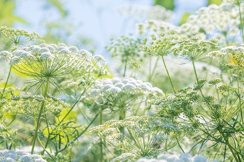 Field of flowers with white umbelliferous flowers