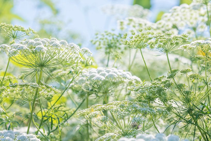 Champ de fleurs avec des ombellifères blanches par Anouschka Hendriks