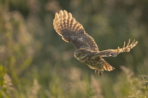 In search of food