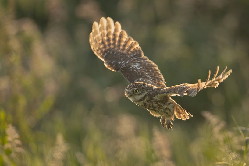 In search of food by Richard Kalkman fotografie