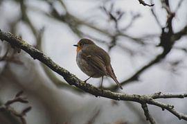 Natur Fotos von Laurien Brichau