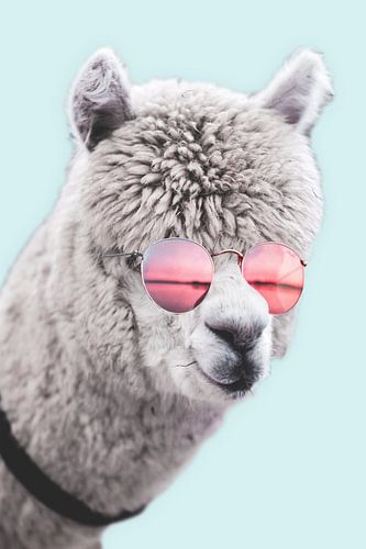 Alpaca Gast