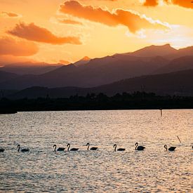 Flamingo's auf Mallorca von Dayenne van Peperstraten