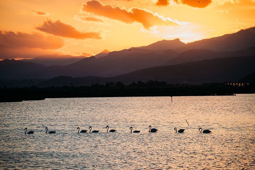 Flamingo's op Mallorca van Dayenne van Peperstraten