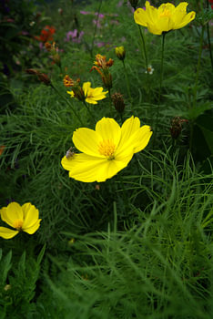 Fleurs de cosmos jaune vif