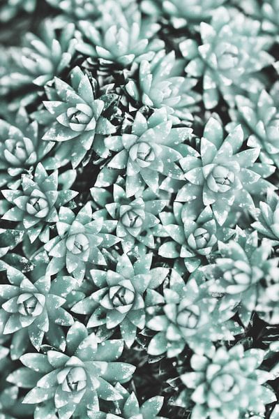 Plante par Pictufy Studio III