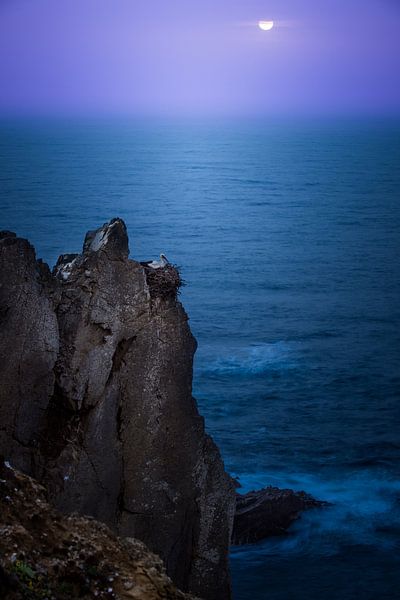 Ooievaar aan de kust van Cabo Sardao von Stijn Smits