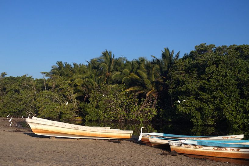 Palm trees with birds and boats | Lagoon | La Ventanilla | Mexico by Kimberley Helmendag