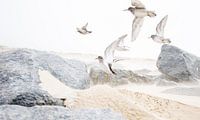 Vogels in zandstorm
