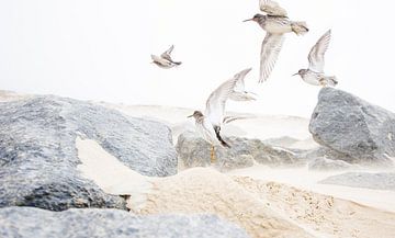 Vögel im Sandsturm von Danny Slijfer Natuurfotografie