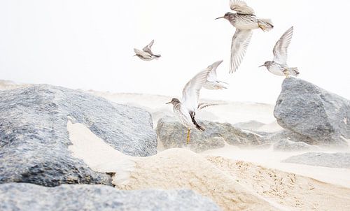 Birds in sandstorm