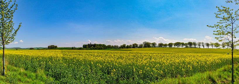 Rapsfeld bei Vilmnitz, Inssel Rügen von GH Foto & Artdesign