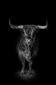 Schotse Hooglander met zwarte achtergrond in zwart wit van Maria-Maaike Dijkstra
