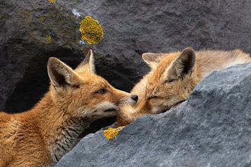 baby vos maakt zusje wakker om te kunnen spelen tussen de stenen van Ria van den Broeke