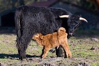 Schotse hooglander koe met drinkend pasgeboren kalf van Ben Schonewille thumbnail