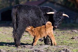 Black Scottish highlander cow with drinking newborn brown calf by Ben Schonewille