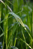 Raindrops on grass 1