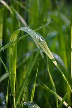 Gouttes de pluie sur l'herbe 1 sur Ingrid de Vos - Boom