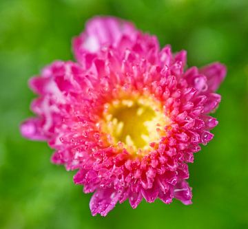 Magenta Chrysanthemums by Iris Holzer Richardson