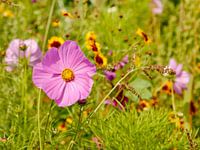 Pink flower (cosmea) in a field with other coloured flowers