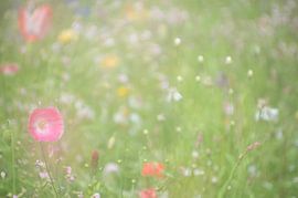 Mohnblumen in einer Blumenwiese von Minie Drost