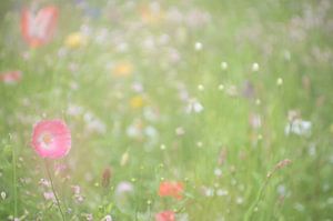 Mohnblumen in einer Blumenwiese