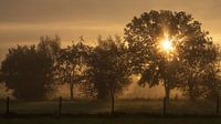 Zonsopgang op een mistige morgen