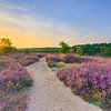 Evening in the blooming heath by Michael Valjak