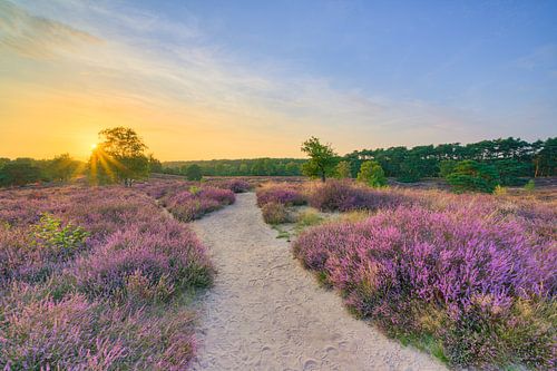 Evening in the blooming heath