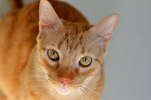 Hangover George in Curaçao