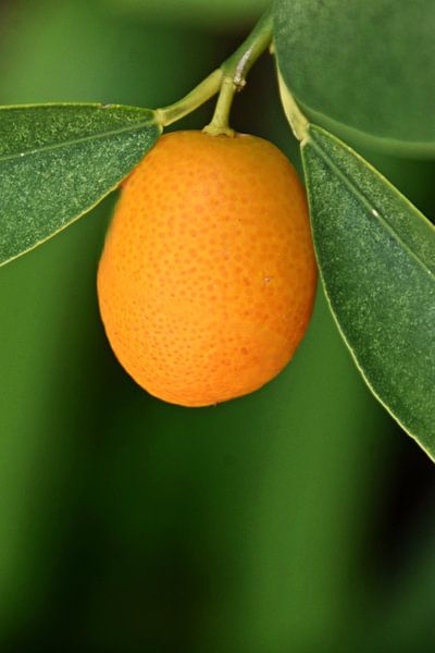 one orange kumquat fruit by Werner Lehmann