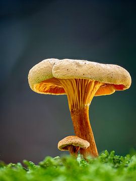 Falsche Hahnenkämme von Rinie Egas