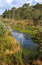Het Pietzmoor in de Lüneburger Heide in Nedersaksen van Karina Gebert thumbnail