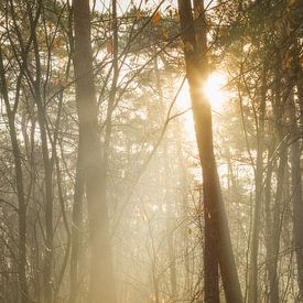 Sonnenlicht zwischen Bäumen von Miranda Geerts Art