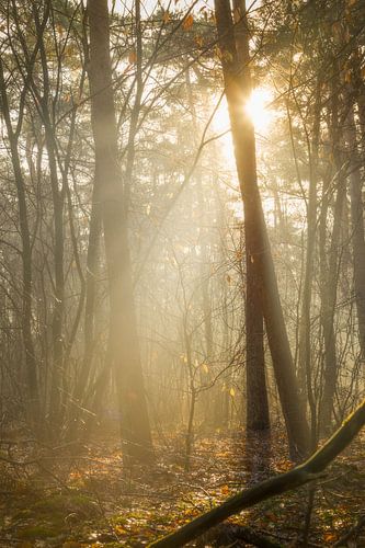 Zonlicht tussen bomen