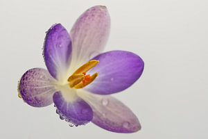 Dauwdruppels op de bloem
