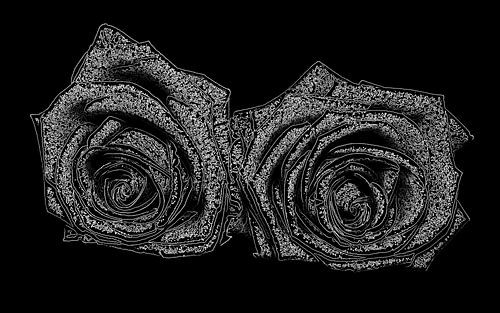 Two roses digitally edited.