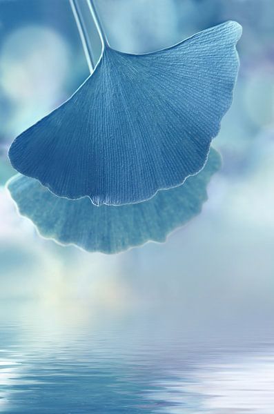 Ginkgo von Violetta Honkisz