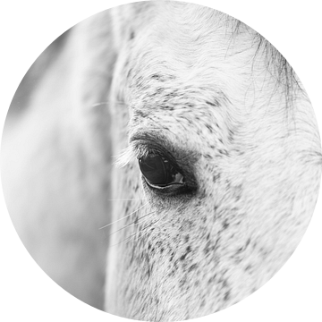 Paard Tijdloze Elegantie Zacht Portret van een Wit Paard in Zwart-Wit