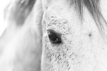 Paard Tijdloze Elegantie Zacht Portret van een Wit Paard in Zwart-Wit van Femke Ketelaar