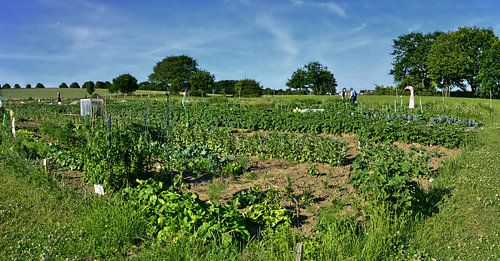 Gartenbild